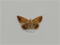 藏品(夜蛾320)的圖片